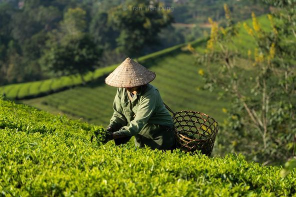 Tea farmer harvesting leaves in Japan